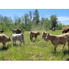 Image 5 : Joe & Elaine Ward - 680# October Delivery Heifer Calves - 16 Head (Kamloops, BC)