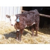 Image 5 : Leib Farm & Ranch Ltd. - 20 Black Angus/Black Angus X Pairs (Southey, SK)