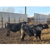 Image 6 : T Bar Cattle Co. Ltd. - 920# March Delivery Steers - 45 Head (Medicine Hat, AB)