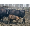 Image 3 : Malarky Farms - 36 Black/Black X Cow/Calf Pairs (Newdale, MB)