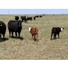 Image 3 : Dot Bar Dot - 550# November Delivery Steer Calves - 75 Head (Maple Creek, SK)