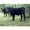 Image 4 : B & B Livestock - 550# Steer Calves - 70 Head (Spruce View, AB)
