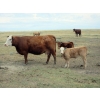 Image 11 : Wolfer Ranching/Wolfer Cattle Co. - 600# October Delivery Steer Calves - 60 Head (Tilley, AB)