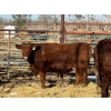 Image 1 : Duane & Austin Ashbacher - 3 Bred Heifers (Pen 150)