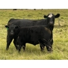 Image 2 : Bryce Medin - 760# November Delivery Steer Calves - 70 Head (Eckville, AB)