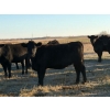 Image 3 : Rowdy Ross - 36 Black/Black X April/May Calving Bred Heifers (Langham, SK)
