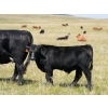 Image 4 : Bar 15 Ranch Ltd. - 620# October Delivery Steer Calves - 81 Head (Claresholm, AB)