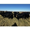 Image 3 : Kris Springer - 55 Black/BBF Simm/Angus X Bred Heifers (Foam Lake, SK)