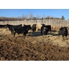 Image 6 : Bircham Ranch - 900# January Delivery Steers - 135 Head (Piapot, SK)