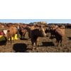 Image 5 : Cattlewood Farms Ltd. - 870# May Delivery Heifers - 280 Head (Vauxhall, AB)