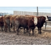 Image 6 : Birch Island Land & Cattle - 1050# April Delivery Steers - 171 Head (Rhein, SK)