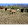 Image 13 : Farming Valley Ranch (Ben Tateson) - 590# November Delivery Steer Calves - 100 Head (Cereal, AB)