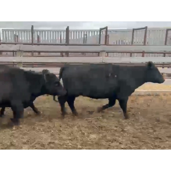 Wyatt & Meg Isaacson - 949# October Delivery Grass Heifers - 49 Head (Killdeer, SK)