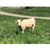 Image 5 : MacMillan Farming Co. - 535# July Delivery Heifer Calves - 180 Head (Cayley, AB) VBP+