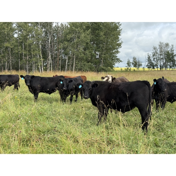 Clarence Koots - 780# August Delivery Grass Steers - 50 Head (Eckville, AB)