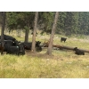 Image 7 : Willow Ranch/Keith & Shelley Ogilvie - 635# October Delivery Steer Calves - 90 Head (Kamloops, BC)