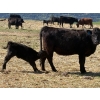 Image 6 : Kingsclere Ranch - 30 Black Angus X 1st Calf Pairs (Parson, BC)