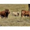 Image 5 : Logan Brothers (Rod, Barry & Bruce) - 675# October Delivery Heifer Calves - 80 Head (Oyen, AB)