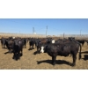 Image 9 : Dusty Meadow Farms - 825# May Delivery Heifers - 215 Head (Fincastle, AB)