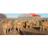 Image 2 : Last Chance Ranch - 610# October Delivery Heifer Calves - 100 Head (Piapot, SK)