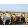 Image 4 : LZ Farms Inc. - 910# August Delivery Steers - 55 Head (Kyle, SK)