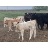 Image 2 : R7 Farms - 720# September Delivery Heifer Calves - 35 Head (Crossfield, AB)