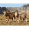 Image 10 : Winn Man Farms - 720# March Delivery Heifers - 254 Head (Winnipegosis, MB)