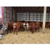 Image 2 : Lyzenga Farms - 2 RBF/RWF Heifers (Pen 735)