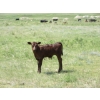 Image 11 : Circus Coulee Cattle - 550# November Delivery Steer Calves - 100 Head (Dorothy, AB)