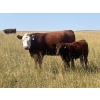 Image 2 : KGM Welding Ltd. - 610# Steer Calves - 90 Head (Sibbald, AB)