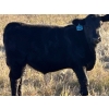 Image 10 : Jordan & Kelli Hoopfer - 660# November Delivery Steer Calves - 90 Head (Gadsby, AB)