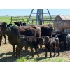 Image 15 : Sherwyn Torkelson - 10 Black/BBF 1st Calf Pairs (Patricia, AB)
