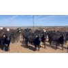 Image 8 : Cross Bar Ranch - 1050# May Delivery Steers - 205 Head (Consort, AB)