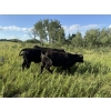 Image 30 : Sheldon Reimer - 940# September Delivery Grass Heifers - 325 Head (Cromer, MB)