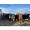 Image 2 : Rice Farms - 1000# April Delivery Steers - 124 Head (Lacombe, AB)