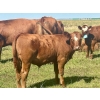 Image 10 : Mullen Land & Cattle Co. - 650# September Delivery Steer Calves - 95 Head (Peers, AB)