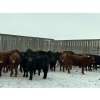 Image 1 : Star Over Bar Ranch Ltd. - 670# December Delivery Weaned Heifers - 25 Head (Biggar, SK)