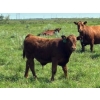Image 6 : Colborn Farms - 750# March Delivery Weaned Steers - 82 Head (Delisle, SK)
