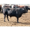 Image 11 : Little Rainbow Ranch - 820# June Delivery Steers - 144 Head (Moosomin, SK)