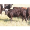 Image 11 : Thackeray Land & Cattle Inc. - 580# November Delivery Steer Calves - 80 Head (Goodwater, SK)