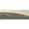 Image 4 : Wyatt & Meg Isaacson - 950# Sept/Oct Delivery Grass Steers - 61 Head (Killdeer, SK)