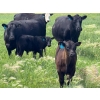 Image 7 : 9X Enterprises - 560# October Delivery Steer Calves - 75 Head (Patricia, AB)