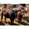 Image 2 : Rob Mossey - 920# May Delivery Steers - 60 Head (Vauxhall, AB)