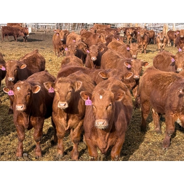 Rob Mossey - 910# April Delivery Steers - 68 Head (Vauxhall, AB)