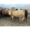 Image 2 : Birch Island Land & Cattle - 950# June/July Delivery Heifers - 63 Head (Rhein, SK)
