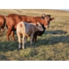 Image 6 : Bruce & Derek Christensen - 720# November Delivery Steer Calves - 80 Head (Rainier, AB)