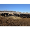 Image 5 : Bircham Ranch - 900# January Delivery Steers - 135 Head (Piapot, SK)