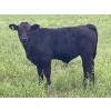 Image 7 : Hobman Livestock - 570# October Steer Calves - 103 Head (Nokomis, SK)