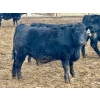 Image 9 : Stahlville Colony - 980# January Delivery Steers - 147 Head (Rockyford, AB)
