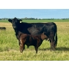 Image 4 : Bruce & Heather Clayton - 600# December Delivery Steer Calves - 100 Head (Strathmore, AB)